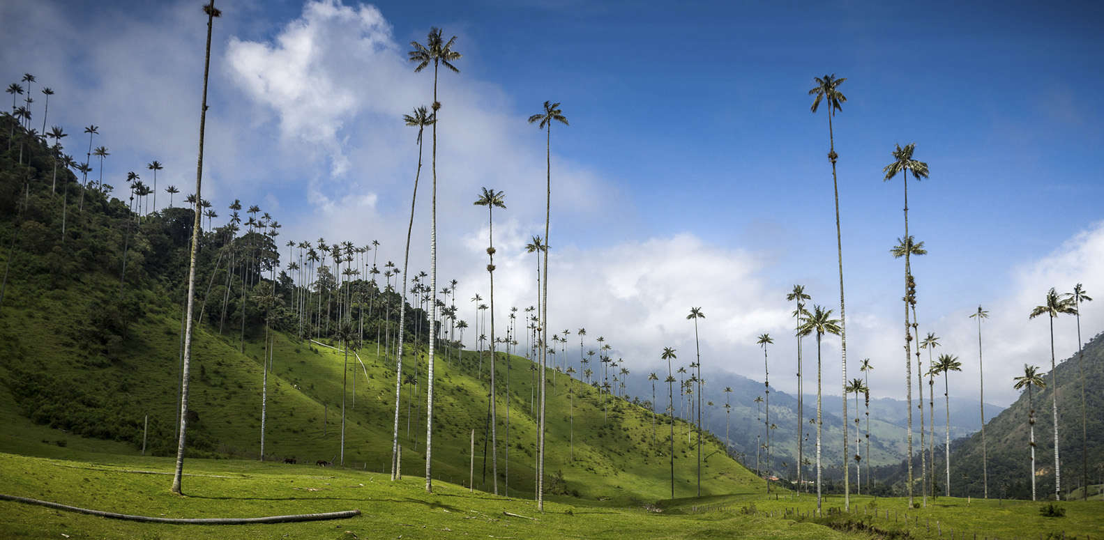http://julidays.com/images/main/colombia/julidays-destinos-colombia-valledelcocora-04.jpg
